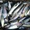 best quality frozen fish (pacific mackerel) big from shidao