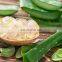 Aloe Vera Chunk From Vietnam