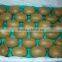 Colorful pp fruit insert tray for food and fruit