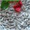 Chinese White Sunflower Seed In Shell For Sell At The Best Price!