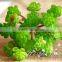 2016 new arrival fake succulents mini for wholesale