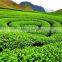 100% Natural healthy Green tea