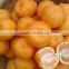 mandarin orange price in China