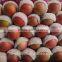 New crop of china qinguan apple
