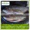 Cheap Grade A Tilapia Fillet Fishs Wholesale
