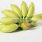 Small banana fruit tree