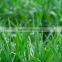 bio wheatgrass powder used in energy drink