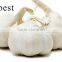CHINA PURE WHITE FRESH GARLIC