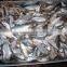 Fish Meal