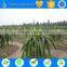 Ts irrigation designed fruit tree irrigation system