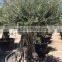 Olive Tree Olea Europaea Bonsai