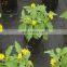 100gsm ground cover fabric and anti weed mat