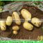 Wholesale Fresh Holland Potato Specification 50-100g 100-150g 150-250g 250g and up