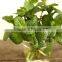 China manufacturer supply peppermint essential oil in bulk with private label
