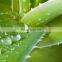 Aloe vera gel good price made in Vietnam