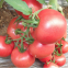 100pcs Tomato seeds for planting good prices hybrid tomato seeds from china