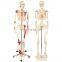 Medical science medical anatomy human plastic skeleton model 180cm 85cm human skeleton model