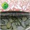 Grade AA Pumpkin Seeds GWS (Grown Without Shell)