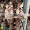 the most competitive market prices for shiitake mushroom