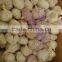 Fresh Garlic to Africa