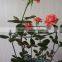 Garden Grow Climbing Plant Supports