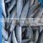 Frozen Fish Mackerel