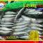 FROZEN LAYANG SCAD (MUROAJI) WHOLE ROUND
