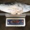 W/R sea frozen Skipjack 1000/2000 for sale