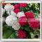 Factory Price Wholsale China Artificial Flower Decor Wedding Artificial Chinese Rose Flower Fake Decoration Flower