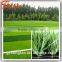 Factory Price Cheap Artificial Grass Carpet Artificial Synthetic Grass Carpet for Sports