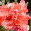 2016 Hot Sale Carnation Flowers Fresh Cut Flower for Love, Anniversary