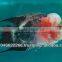Flowerhorn fish farm and wholesale in Thailand