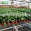 Coconut Plant Greenhouse Benches Expanded Mesh For Seeding Bed