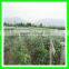 UV treated mist bird netting, anti flying woven wire mesh for cherry trees