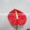 Hot sale anthurium for decoration
