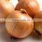 Fresh yellow onion for hot sale