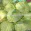 Fresh green cabbage from new crop of 2016 China origin