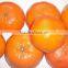 Mandarin Orange