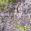 Heirloom Wisteria Seeds Tree Seeds Wisteria sinensis Chinese Wisteria Vine Purple Flowers Bonsai Seeds For Growing