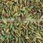 Indian Fennel seeds