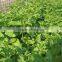 wolf berry plants seedling