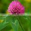 GMP High Quality Natural Red Clover Extract isoflavone