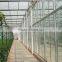 Glass multi-Span agricultural greenhouse for tomato