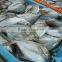 frozen butter fish whole round