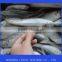 Sea Frozen Horse Mackerel