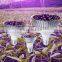 Full Spectrum E27 Led Grow Light 50W Red Blue UV IR Led Growing Lamp For Hydroponics Plants Vegetables