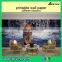 eco solvent mirror sticker wallpaper in guangzhou
