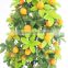 sale cheap small orange fruit TREE