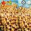 IQF Chestnuts Frozen Chestnut Kernel for sale