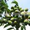 Olive Leaf Extract from GMP Certified Manufaturer